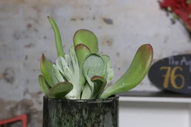 The Art for Living - Pflanzenbereich 02 - Blumen Pflanzen