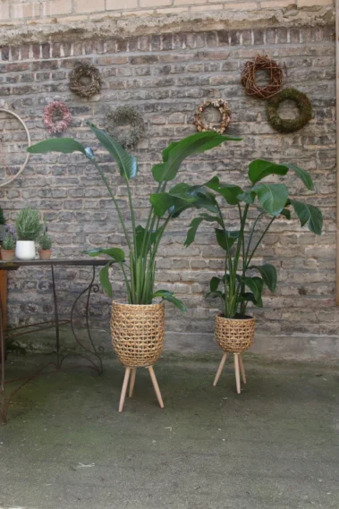 The Art for Living - Pflanzenbereich 03 - Blumen Pflanzen