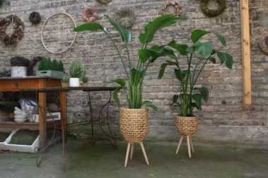 The Art for Living - Pflanzenbereich 04 - Blumen Pflanzen