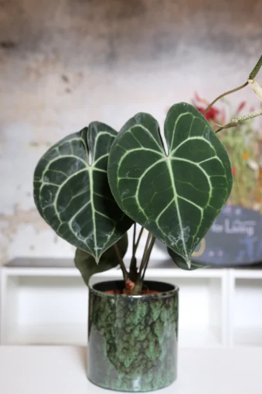 The Art for Living - Pflanzenbereich 05 - Blumen Pflanzen