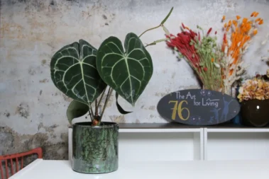 The Art for Living - Pflanzenbereich 06