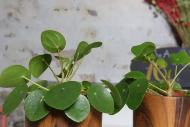 The Art for Living - Pflanzenbereich 08 - Blumen Pflanzen